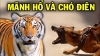 Mãnh hổ và chó điên